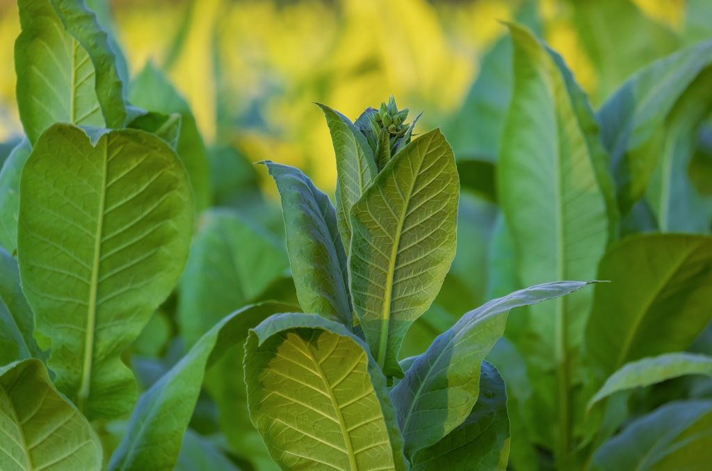 Tobacco plants with stems and leaf veins